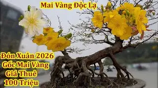 CHOÁNG NGỢP VỚI GỐC MAI VÀNG ĐỘC LẠ XUÂN BÍNH NGỌ 2026