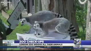Zoo animals get a check-up