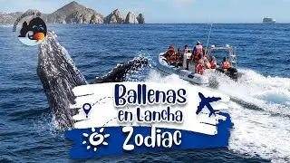 Tour de Ballenas en lancha Zodiac Los Cabos- Tours Los Cabos