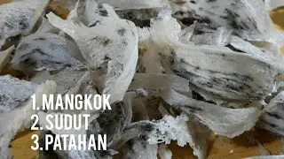 Grading Sarang Walet Part 1 - Cara Melihat Bentuk Sarang Burung Walet Untuk Pemula - Belajar Walet