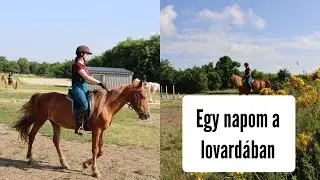 Egy napom a lovard&aacute;ban🐎 Lovagl&aacute;s ❤️ #lovagl&aacute;s