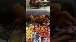 Drama crab