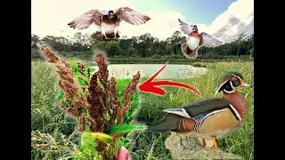 They Found the Millet! | Rice is Heading Out | Duck Farm Tour 2023