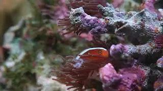 Orange Skunk Anemonefish (Amphiprion sandaracinos) Resting In An Anemone