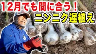 12月でも育つ！ニンニク超遅植え　立派に育てる秘訣はシンプル