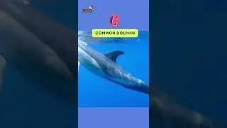 ABC Whales and Dolphin Song | #shorts #kids