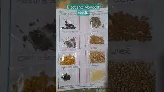 Dicot and Monocot seeds #project #kids #seeds #dicot #monocot #kidsprojects #trending#youtubeshorts