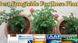 Best Fungicide For Rose Plants / सबसे अच्छा फंगीसाइड कौन सा है