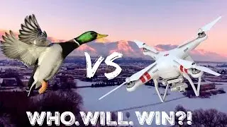 BIRDS ATTACK MY DRONE!!