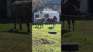 Can Cows and Horses Communicate?