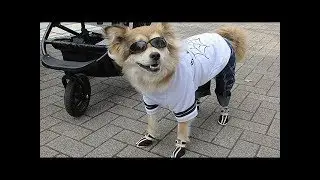 Funniest Dogs try on Boots for the first time | Funny Dog Compilation 2019