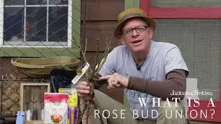 What is a Bud Union