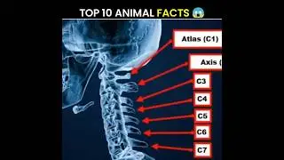 Top 10 Animal Facts 😱❓|| #shorts #facts #factshorts