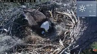 KNF Bald Eagle E1- bielik amerykański - witaj maluszku E1-04🐥  Anna II & Louis II & 🐥🥚 2026 01 19