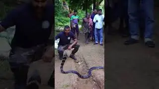 #snake #snakerescueteam #snakehelpline #snakebite #army #cobra #snakehandling