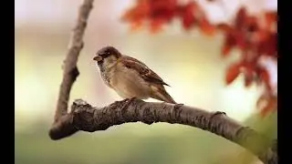 sounds/birds/sparrow chripping sounds