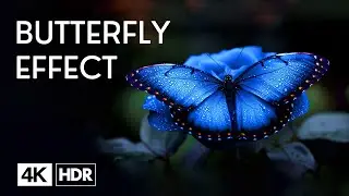 The Butterfly In The Nature In HDR 4K Ultra HD Dolby Vision 60 fps |  8K Adventures