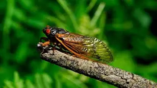 Nature Minute - The Emergence of Periodical Cicadas