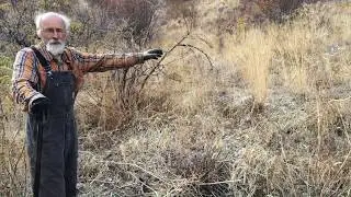Lomatium - How to Harvest with Michael Pilarsk 