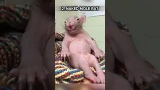 Top 4 Ugliest Animals on Planet Earth 🤢