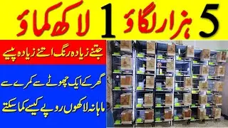 Love Bird  business in Pakistan | 5 thousand investment 1 lakh Profit | love birds