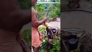 Tender Coconut|Kerala #kerala