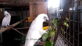 #Bare eyed Cockatoo#