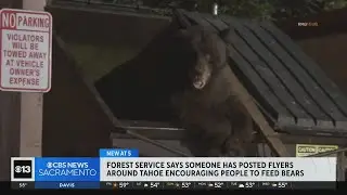 USFS issue warning of flyers posted around Tahoe spreading misinformation about bears