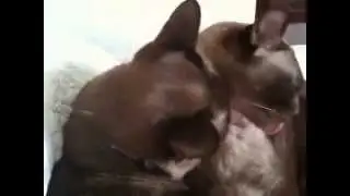 Two Burmese cats allo-grooming