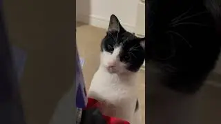 Roaring Kitty🦁 #catvideos #kitty #cats #catlovers #meow #tuxedocats