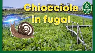 ALLEVAMENTO di LUMACHE. Come limitare le fughe?