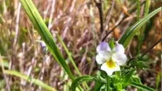 Field Pansy (Viola Arvensis) - 2012-06-02