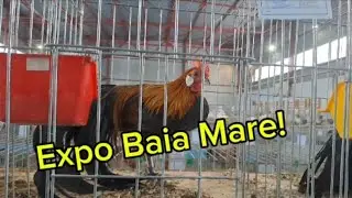 Expoziția de la Baia Mare.Foarte multe animale.