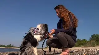 Dog Owners Upset with New Restrictions at &lsquo;Dog Beach&rsquo;
