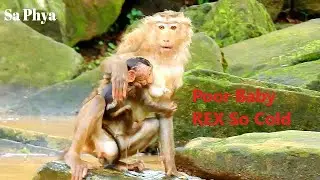 OMG! Poor Baby REX SO Cold, Why Young Mom Rose No Care REX Like This? REX Needs Warming By Mom