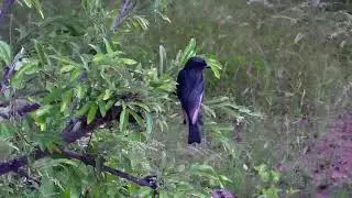 Fork-tailed Drongo at Naledi.