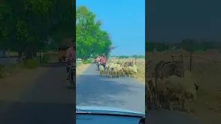 #animals #cute #desertlife #borderlife