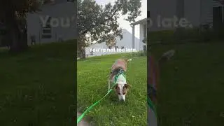 The Most Effective Way To Train Your Dog
