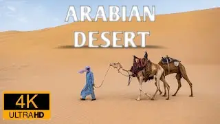 Arabian Camels | Arabian Deserts 4k Video Ultra HD