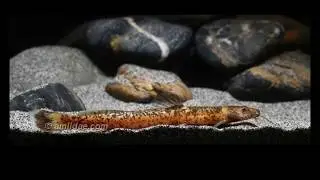 Chasmocranus longior suriname