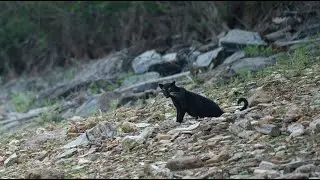 Black Panther of Bhadra Tiger Reserve