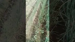 CULTIVATION, POTATO FARMING, ONION, BANANA,