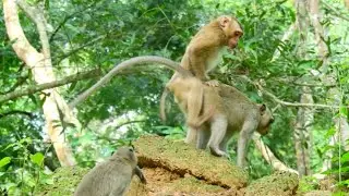 Rolex monkey got great life after Rolex join Amber monkey group