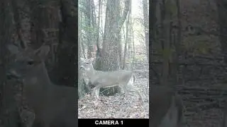 Shooting my first BUCK/DEER!!! I got it on video!!