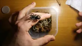 Urządzanie pojemnika: Cyriocosmus aueri (ex bertae) | Arachnolandia