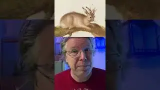Что за зверь на банке с пивом?
