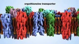 Ergothioneine: the new super antioxidant