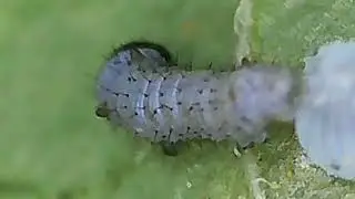 Monarch Caterpillar Egg Hatching