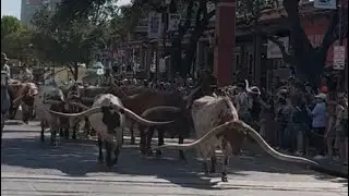 Life reality vlog is Live, sharing the long horn show.