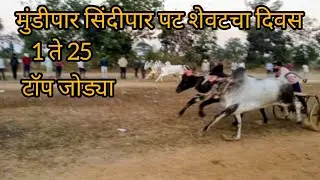 Mundipaar sindipaar pat Pratiyogita 1to25 jodya #bailgadasharyat #cow 